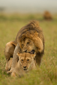 lion mate
